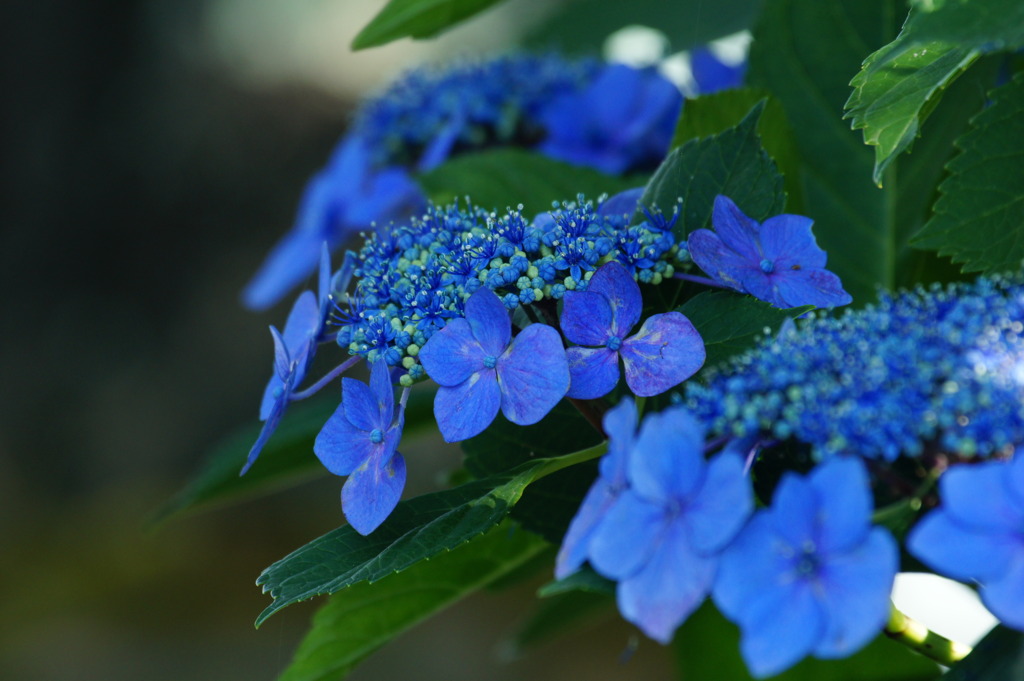 額紫陽花