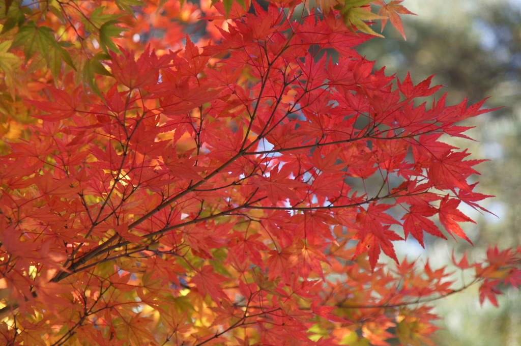 今年は赤が・・・