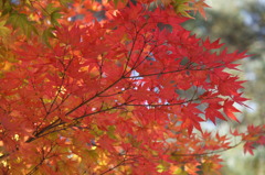 今年は赤が・・・