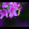 館林つつじが岡公園3