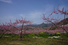 桃園