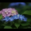 紫陽花17