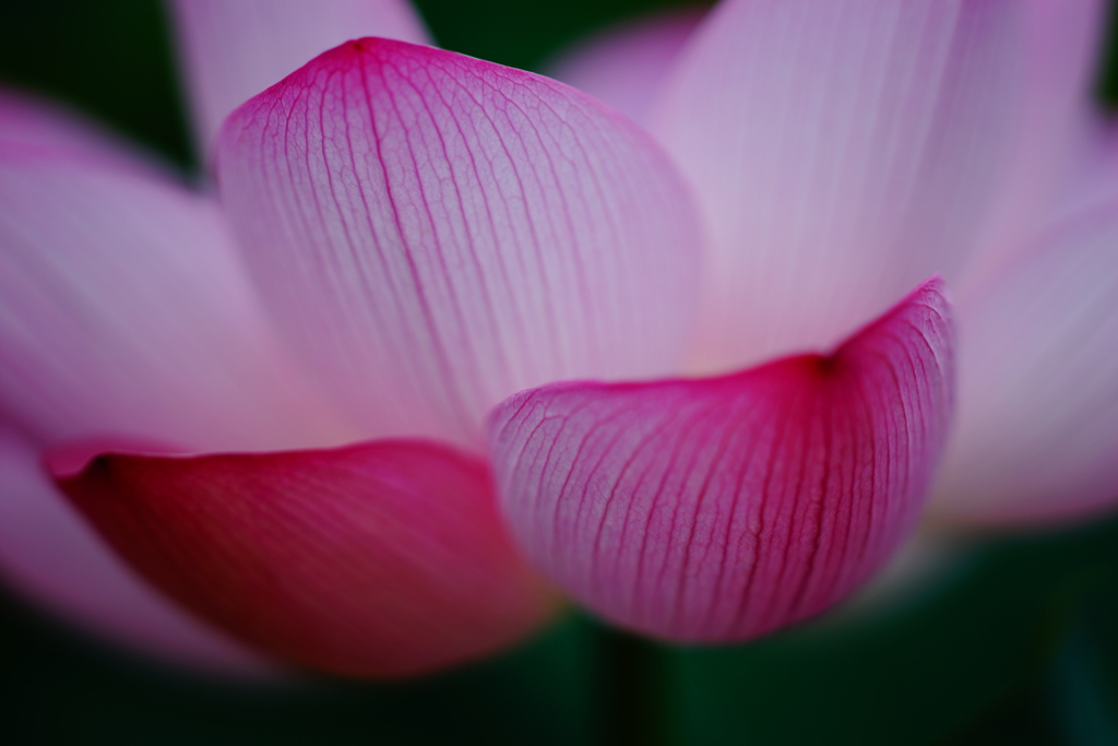 水芙蓉1