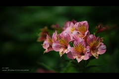 梅雨時の花