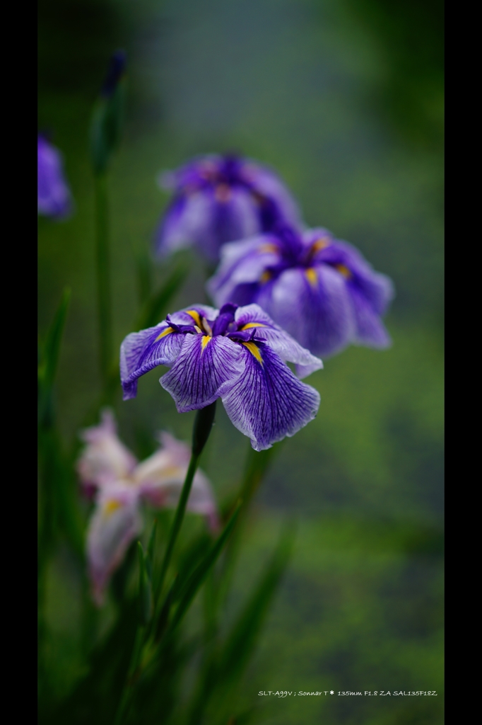 菖蒲1