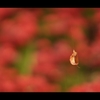 ふぅ～。