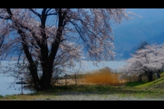 諏訪湖と桜3