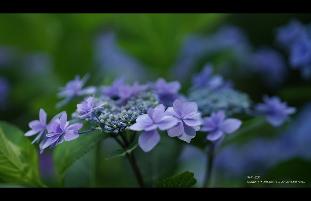 2013紫陽花10