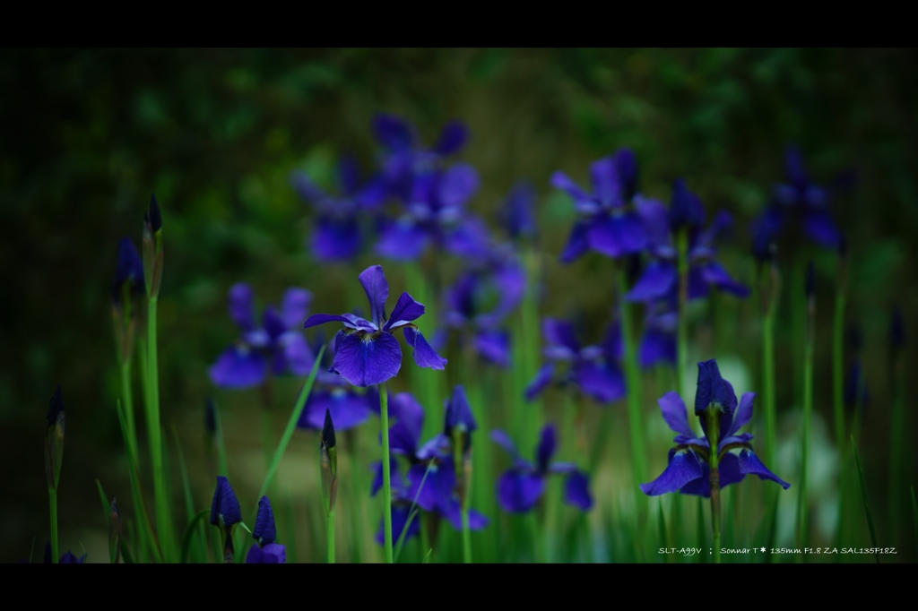 菖蒲