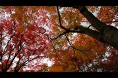 2015年11月