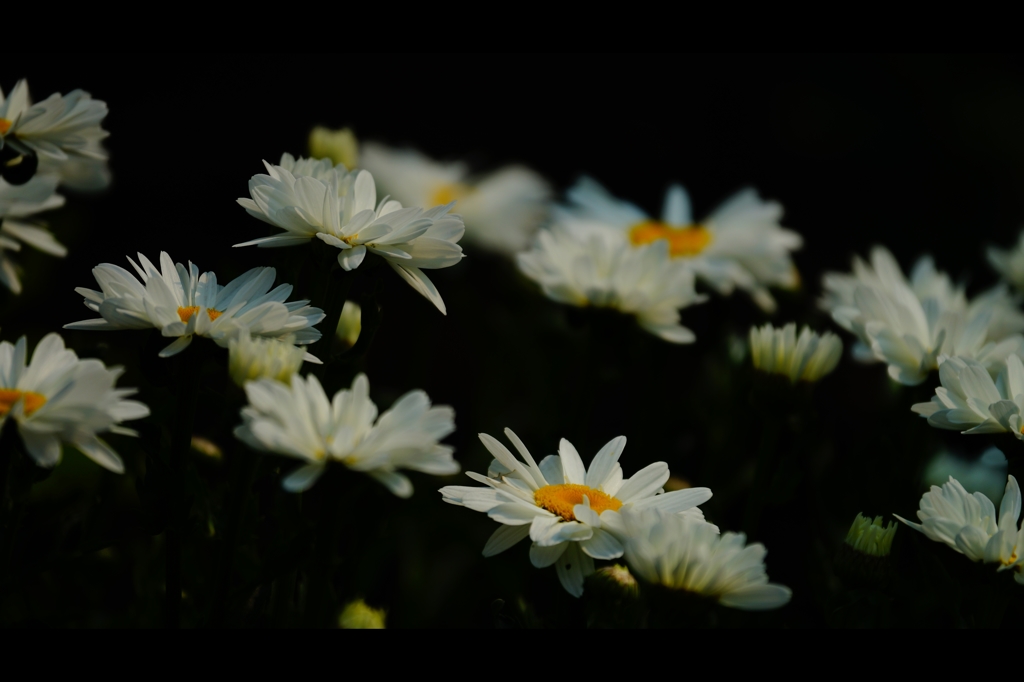 初夏の花16