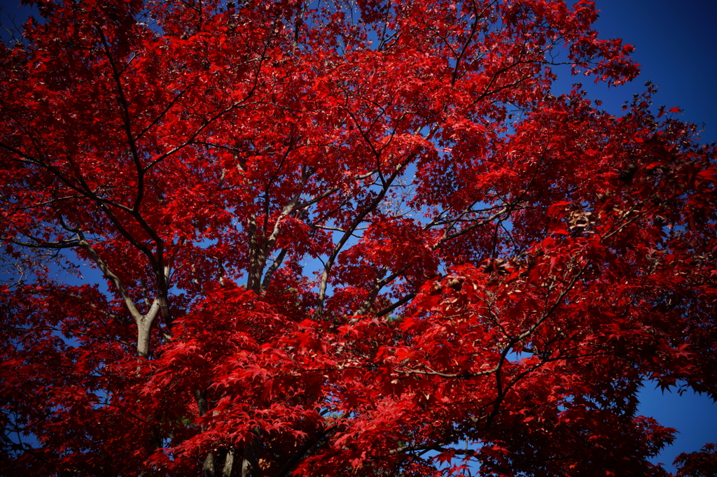 盛秋の紅