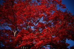 盛秋の紅