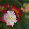 これも薔薇