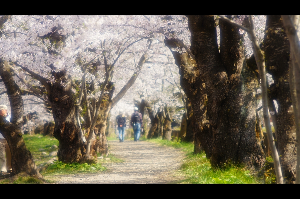 桧木内川堤（角館）5