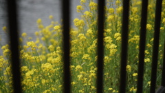 川辺の花
