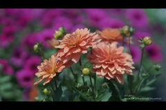 梅雨時の花2