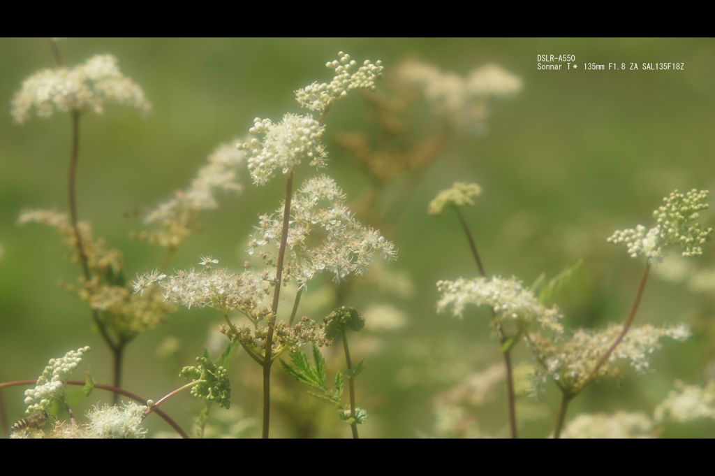 夏の花?Ⅱ