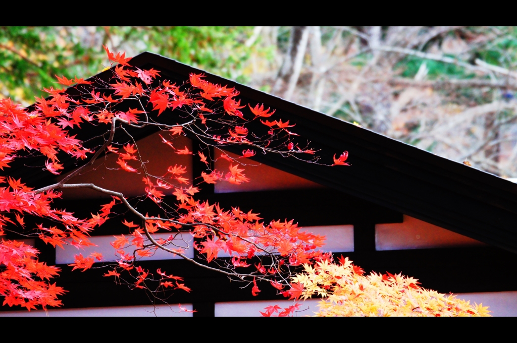 屋根と紅葉1