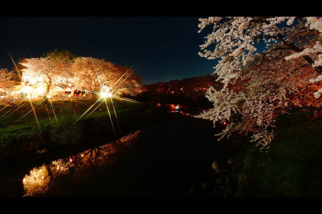 太平川夜桜