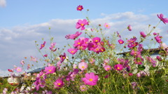 秋桜