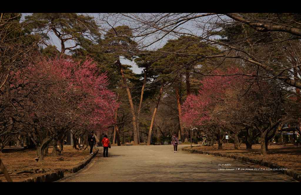 大宮公園