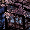 高遠城跡公園5
