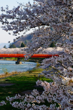 桧木内川堤（角館）2