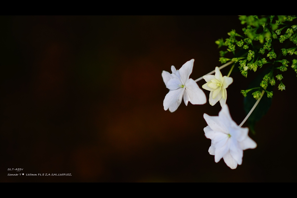 紫陽花13