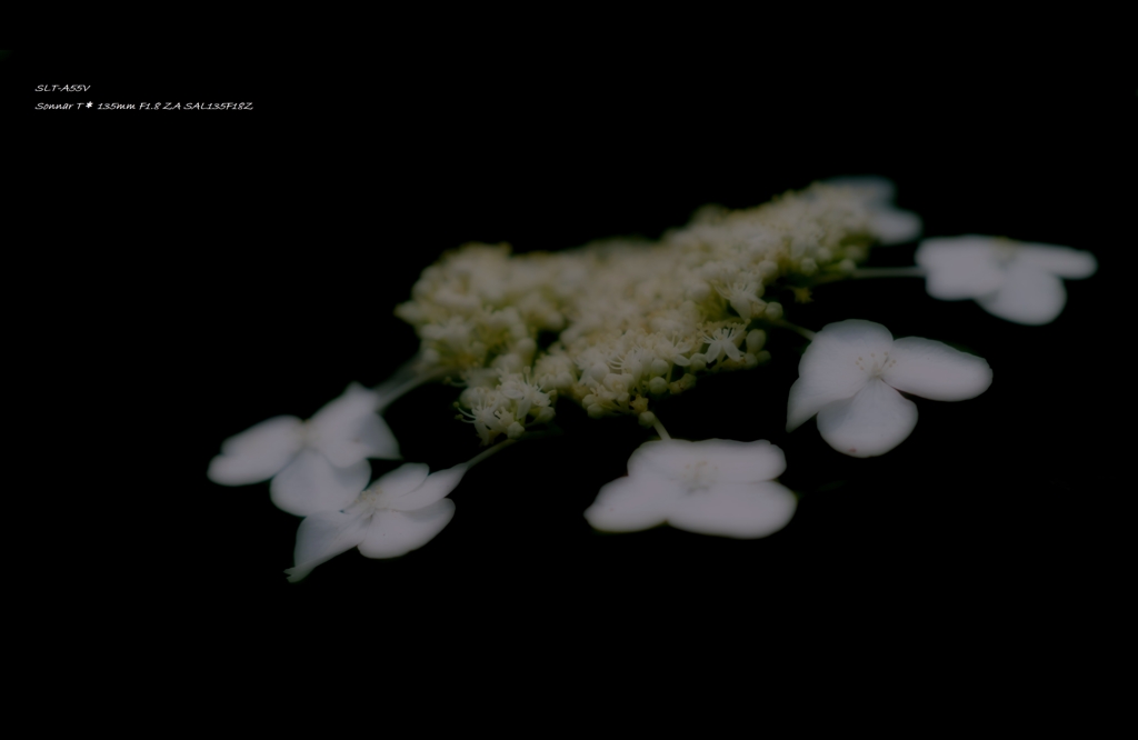2013紫陽花22