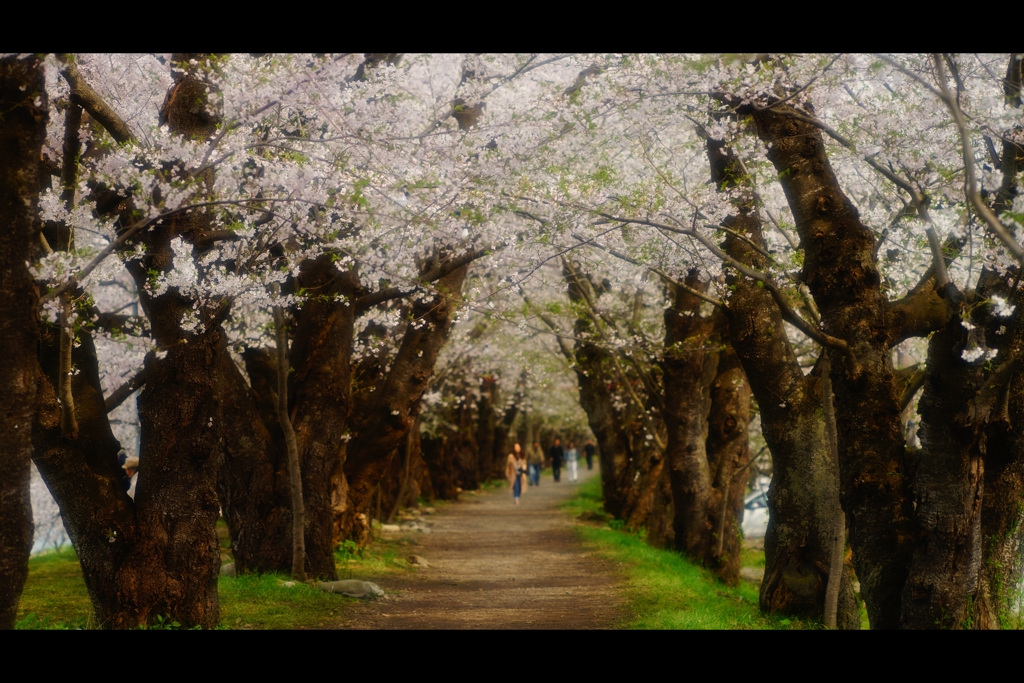 角館：桧木内川堤1