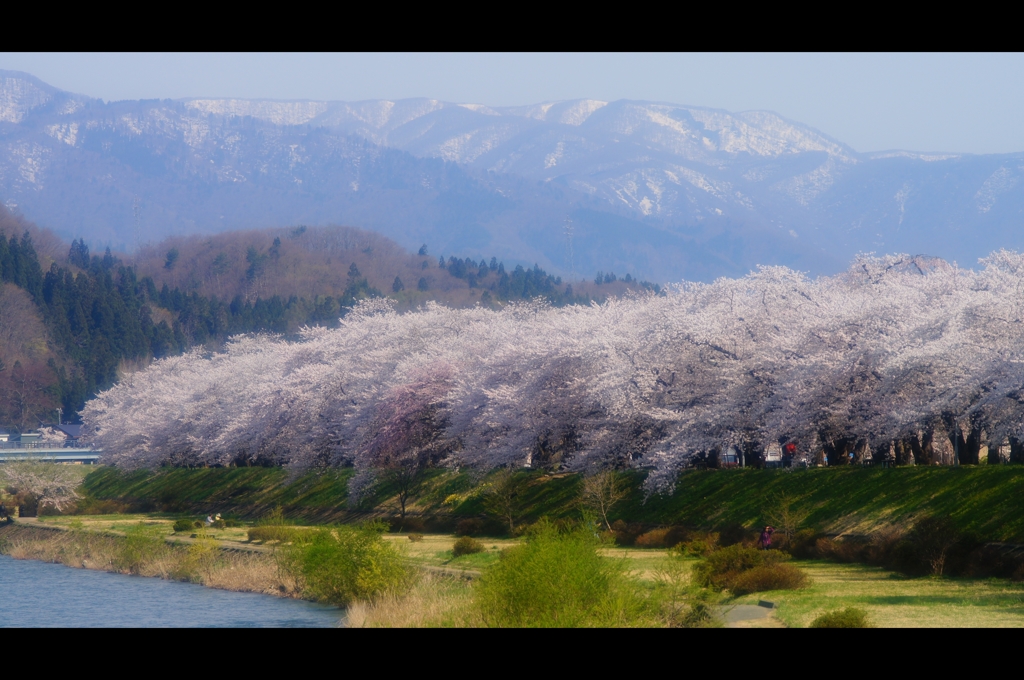桧木内川堤（角館）1