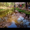 高遠城跡公園2