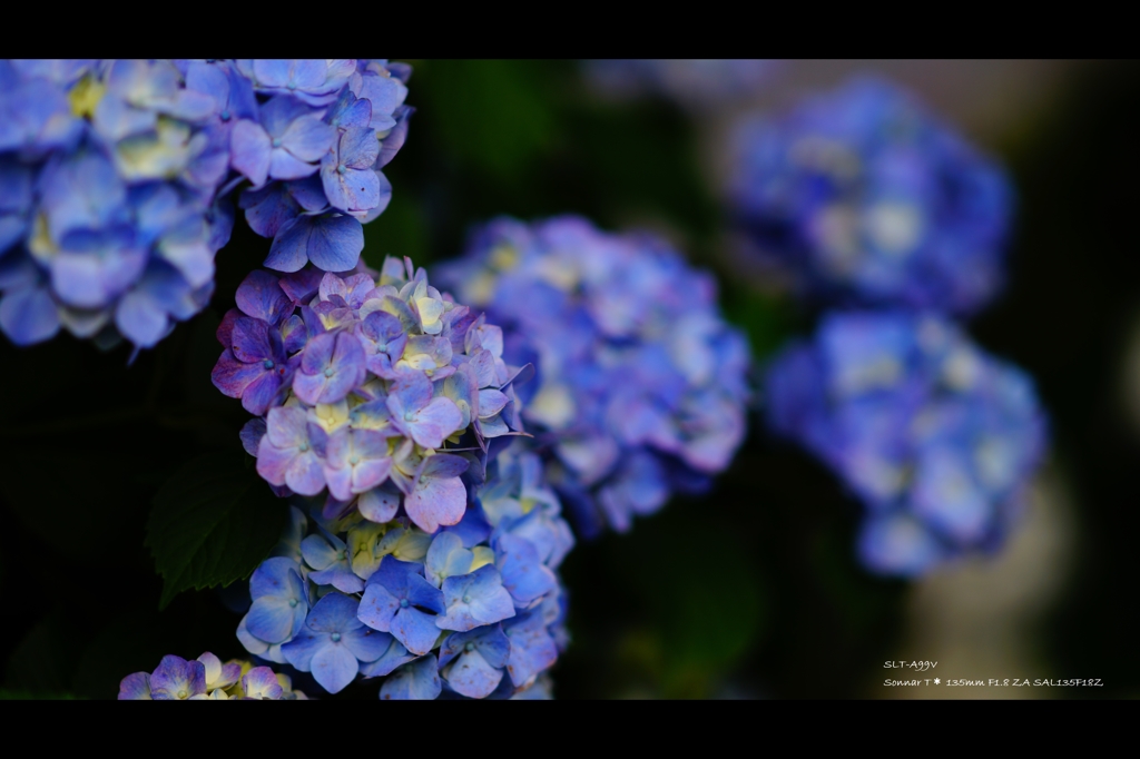 紫陽花2