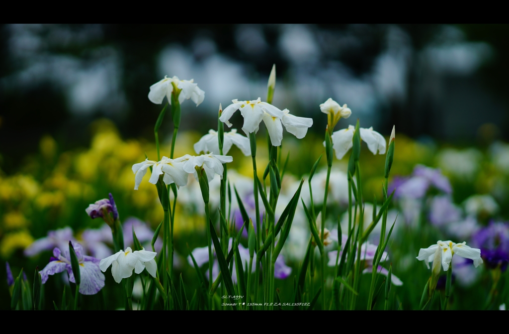 2013花菖蒲7