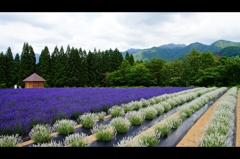 ラベンダー園