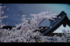 2017桜15