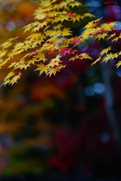 2015秋彩