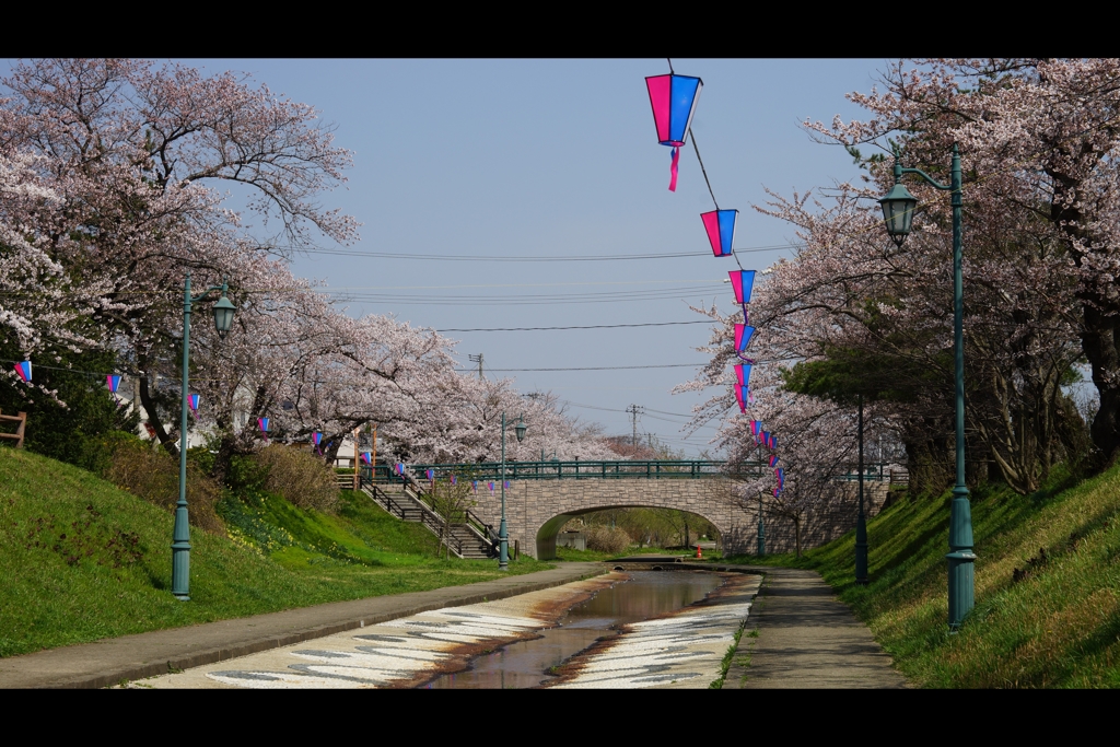 あらやさくら公園1
