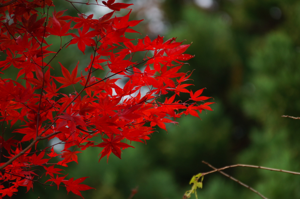 紅狩り