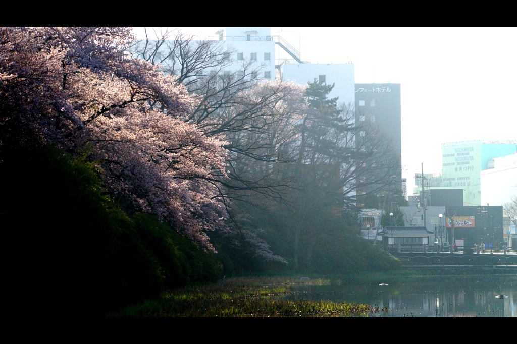 2016桜4