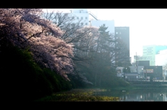 2016桜4