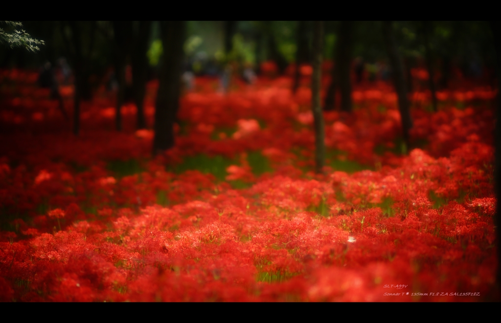 曼珠沙華Ⅳ