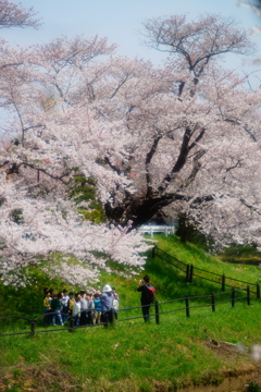 園児も花見