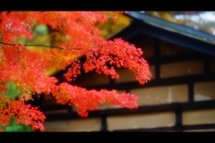 屋根と紅葉1