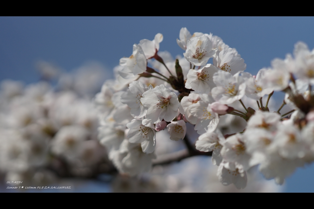 桜2015-4