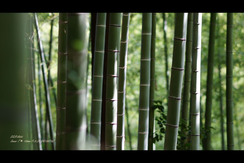 竹林