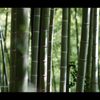 竹林