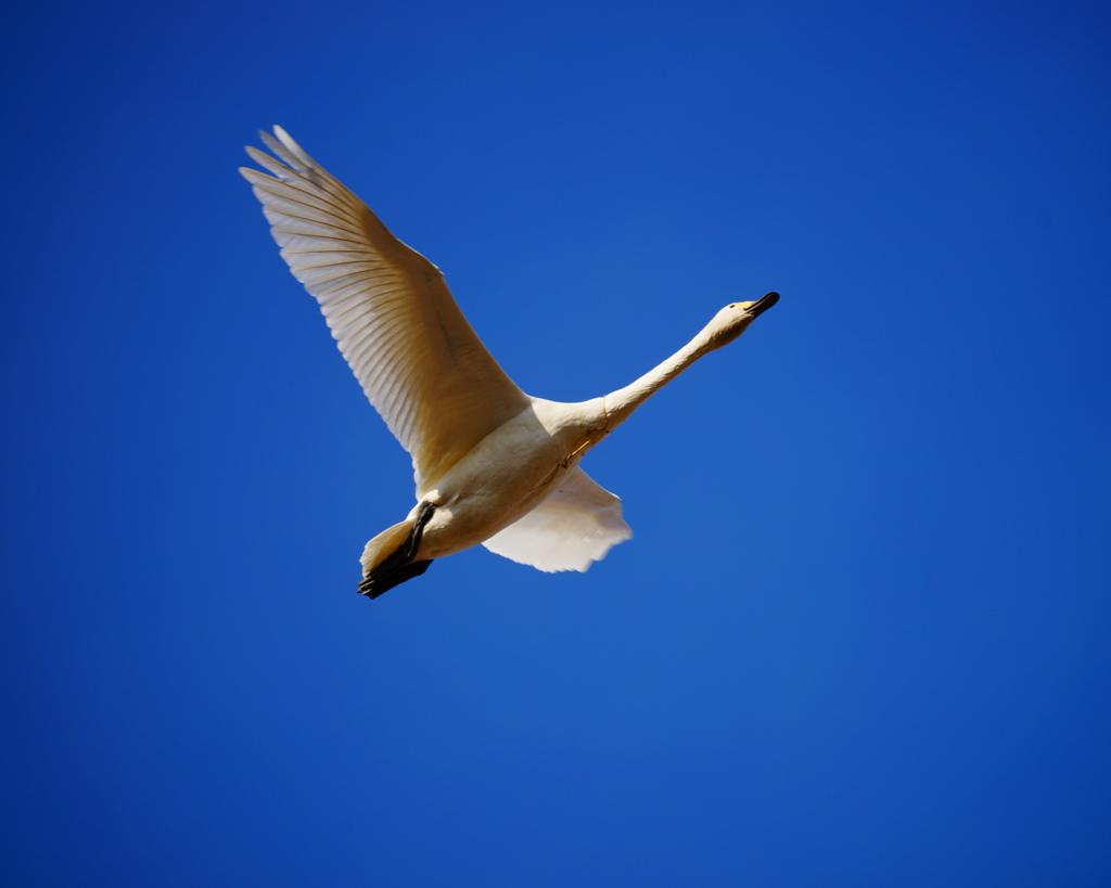 越辺川の白鳥3