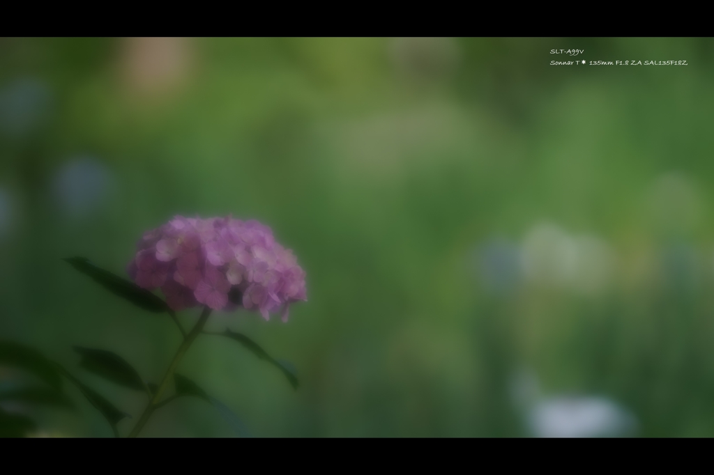 紫陽花14